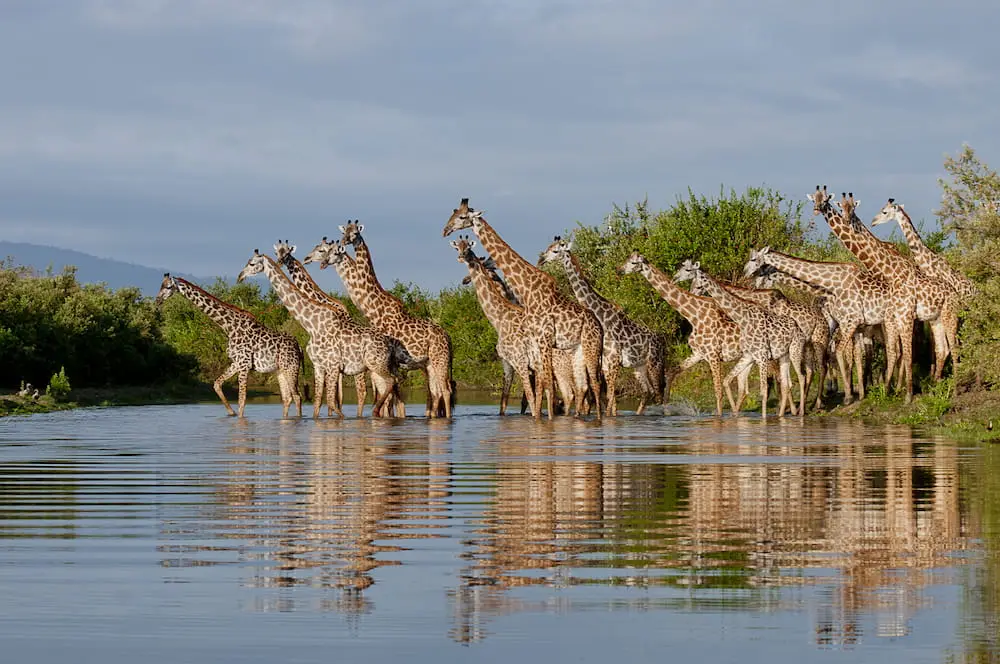 Giraffes reflected in a river at sunset