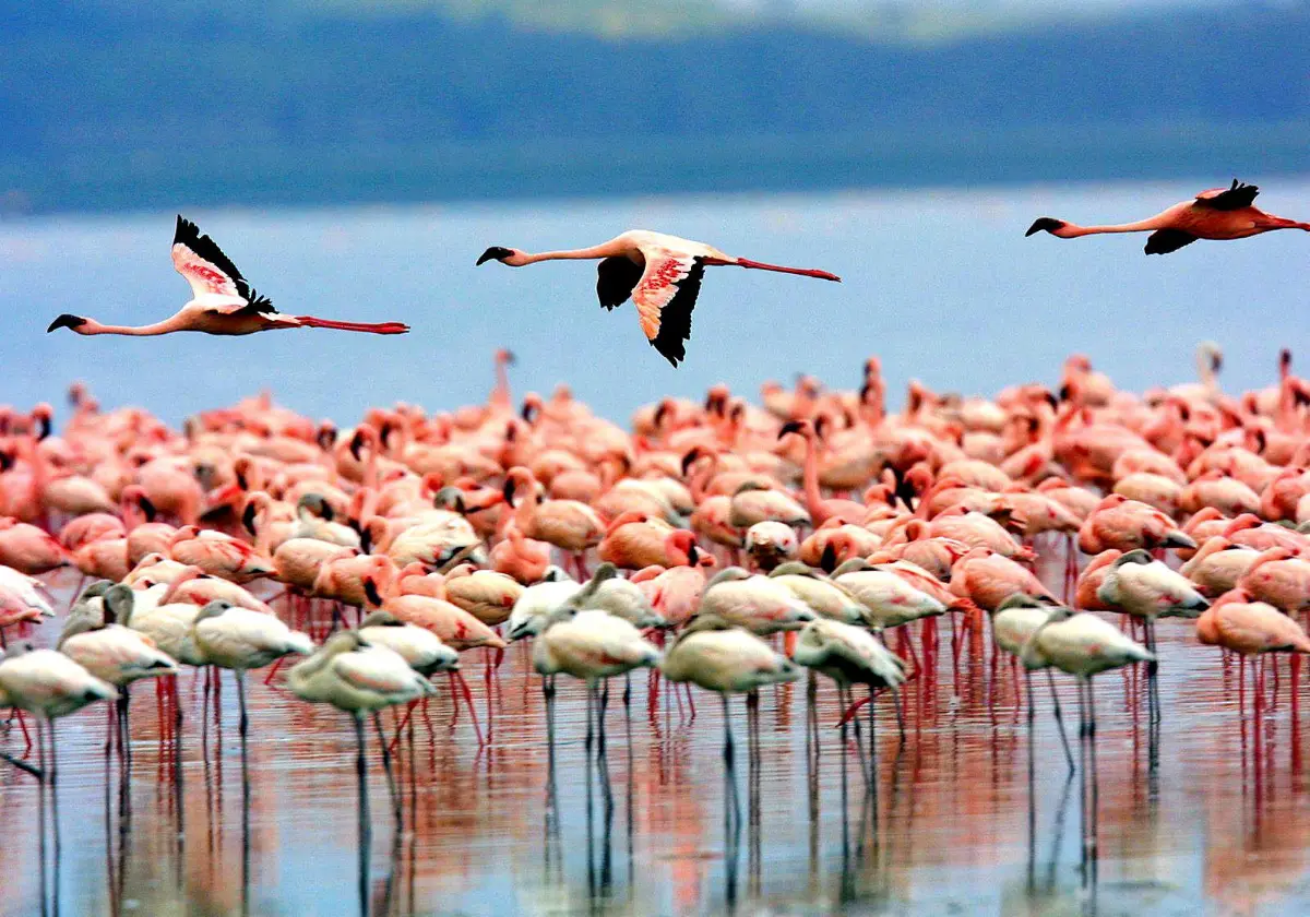 Lake Manyara — Groundwater forest, flamingos and tree-climbing lions.