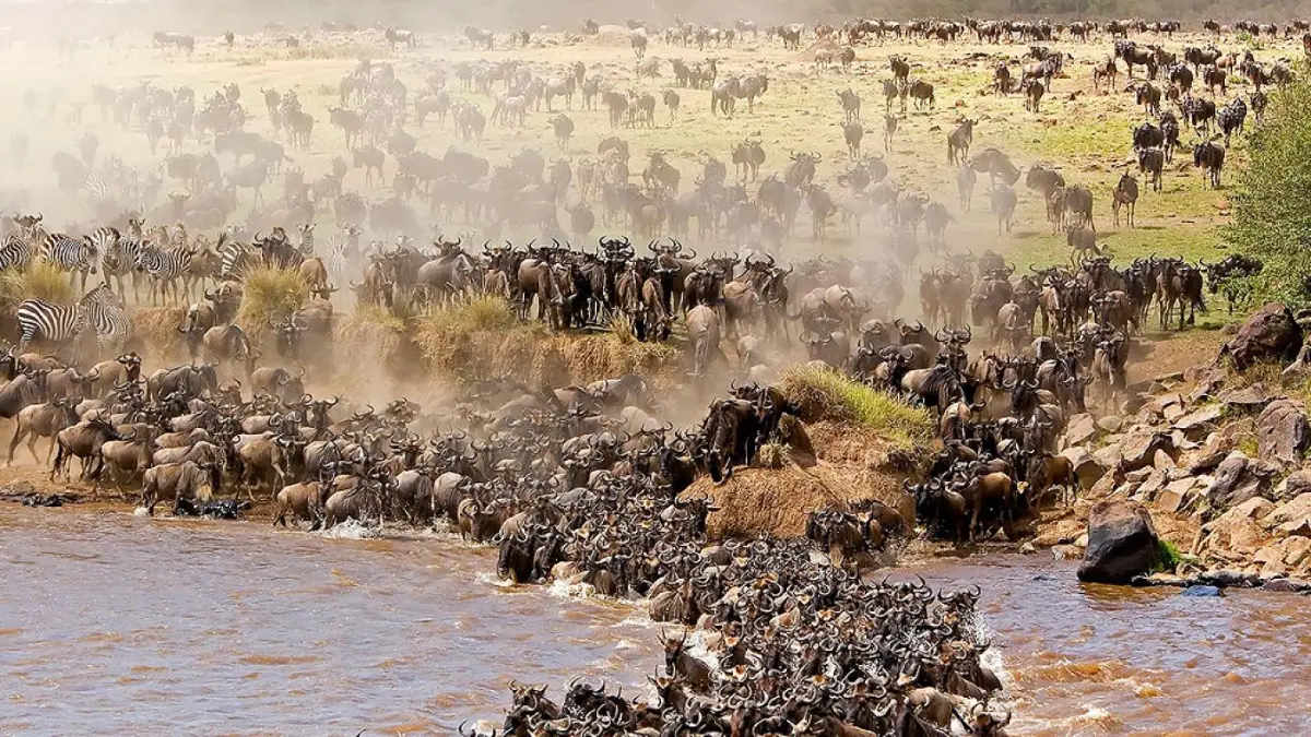 Great Migration safari