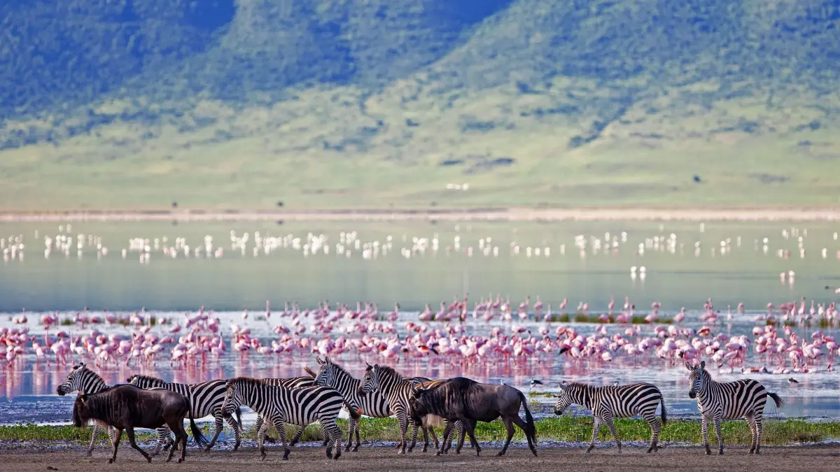 Ngorongoro Crater — A collapsed volcano that became a natural amphitheatre for wildlife.