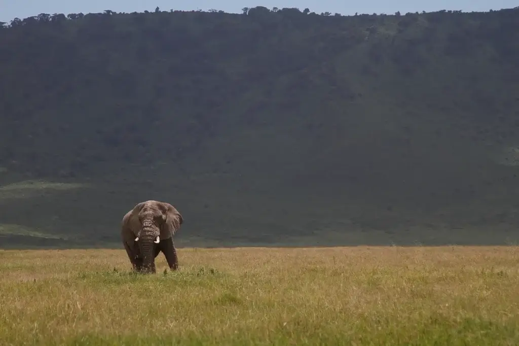 Lone elephant on the floor of the Ngorongoro Crater