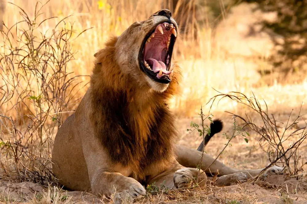 Male lion roaring in Ruaha National Park