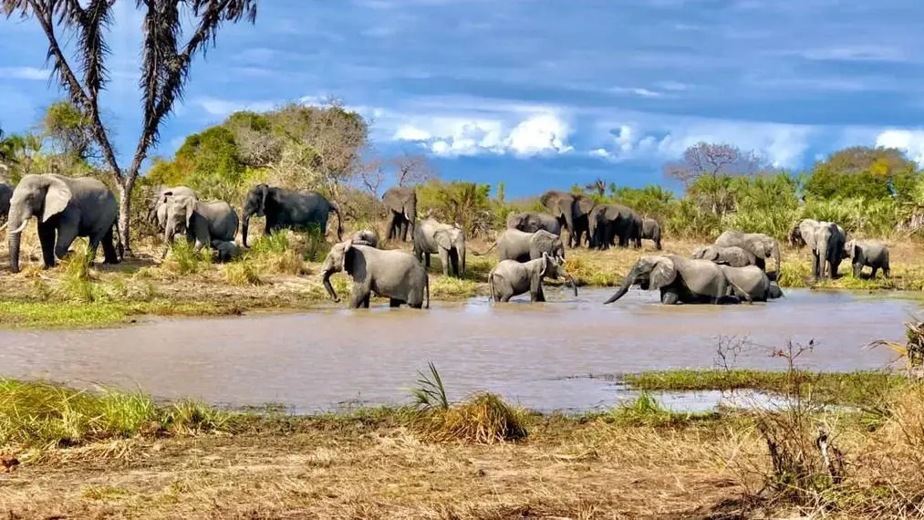 Tarangire — Elephant herds, ancient baobabs and the Tarangire River.