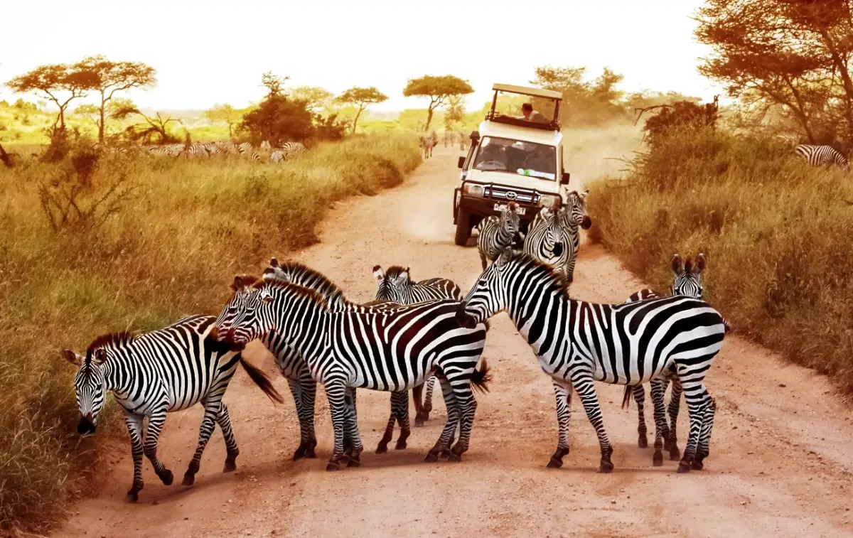 Zebras crossing the track ahead of a safari vehicle in the Serengeti