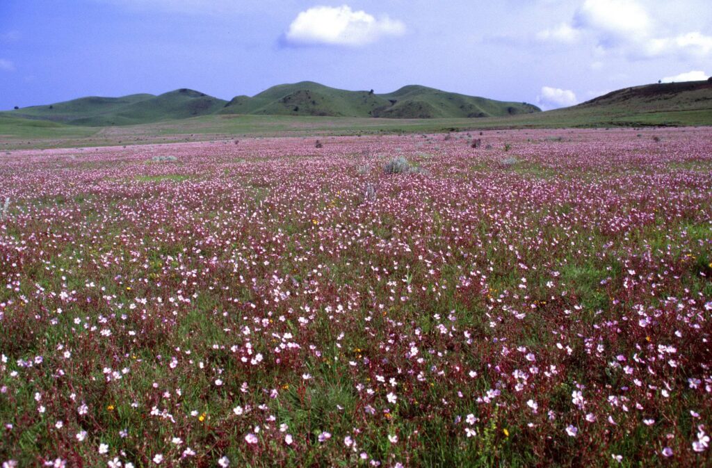 Kitulo_National_Park_Sea_of_Flowers
